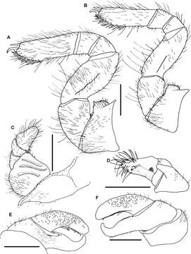 Image of <i>Sphaeromimus andrahomana</i>