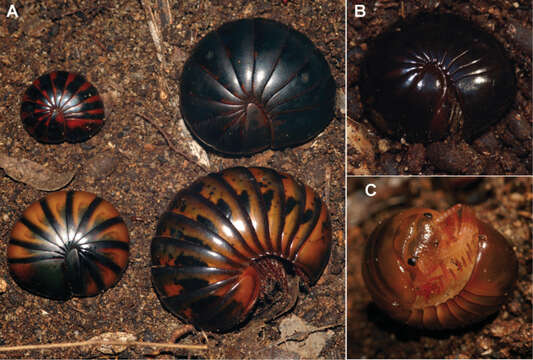 Image of Giant pill millipedes