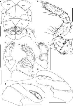 Image of Giant pill millipedes