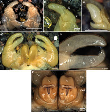 Image of Giant pill millipedes