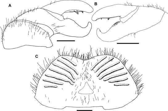 Image of Giant pill millipedes