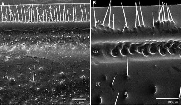 Image of Giant pill millipedes