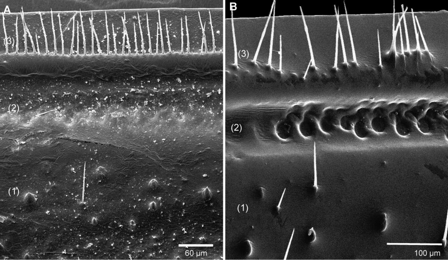 Image of Giant pill millipedes