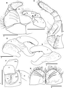 Image of Giant pill millipedes