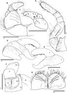 Image de <i>Sphaeromimus lavasoa</i>