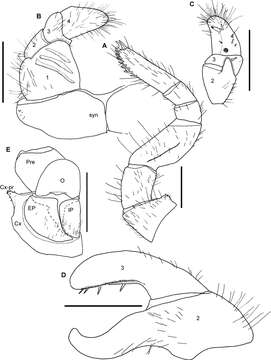 Image of <i>Sphaeromimus andohahela</i>