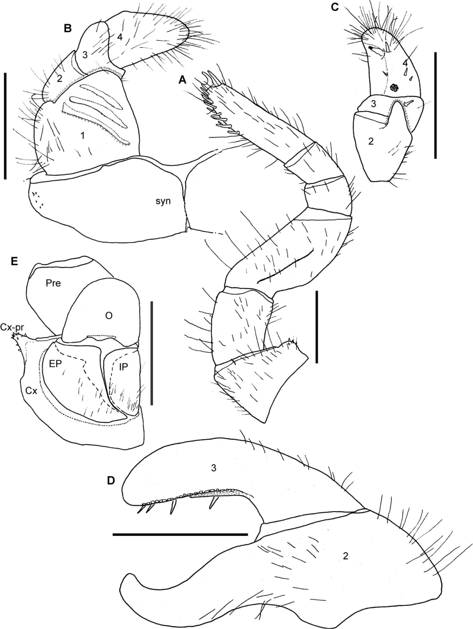 Image of <i>Sphaeromimus andohahela</i>