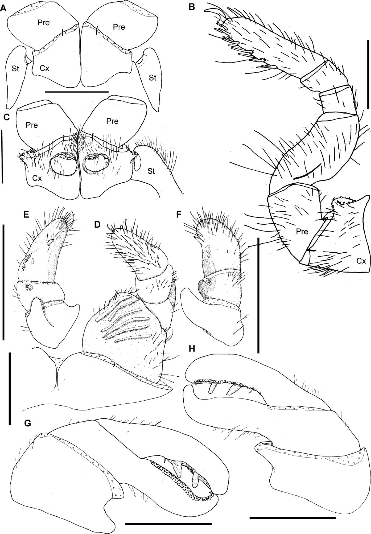 Image of <i>Sphaeromimus ivohibe</i>