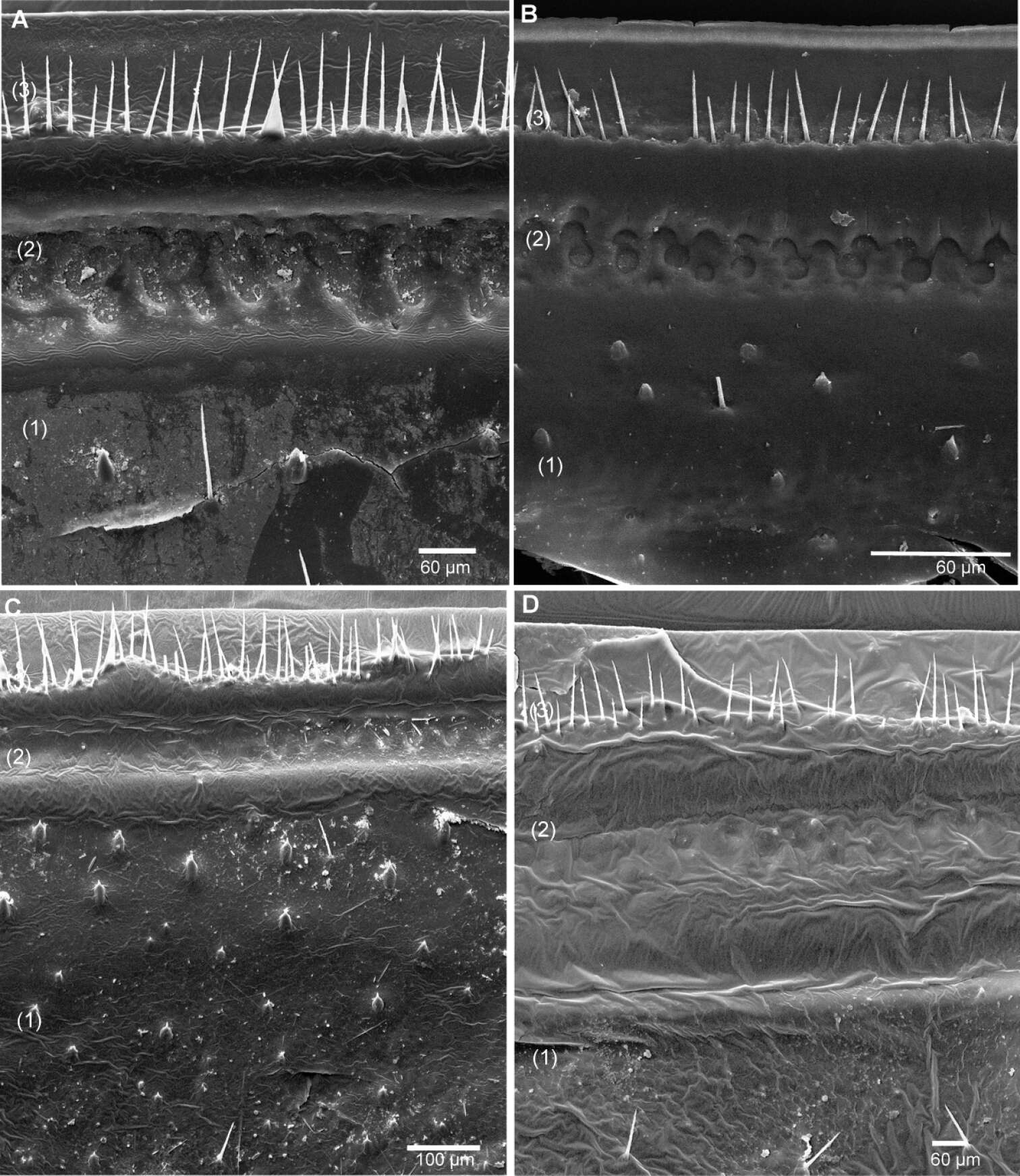 Image de <i>Sphaeromimus ivohibe</i>