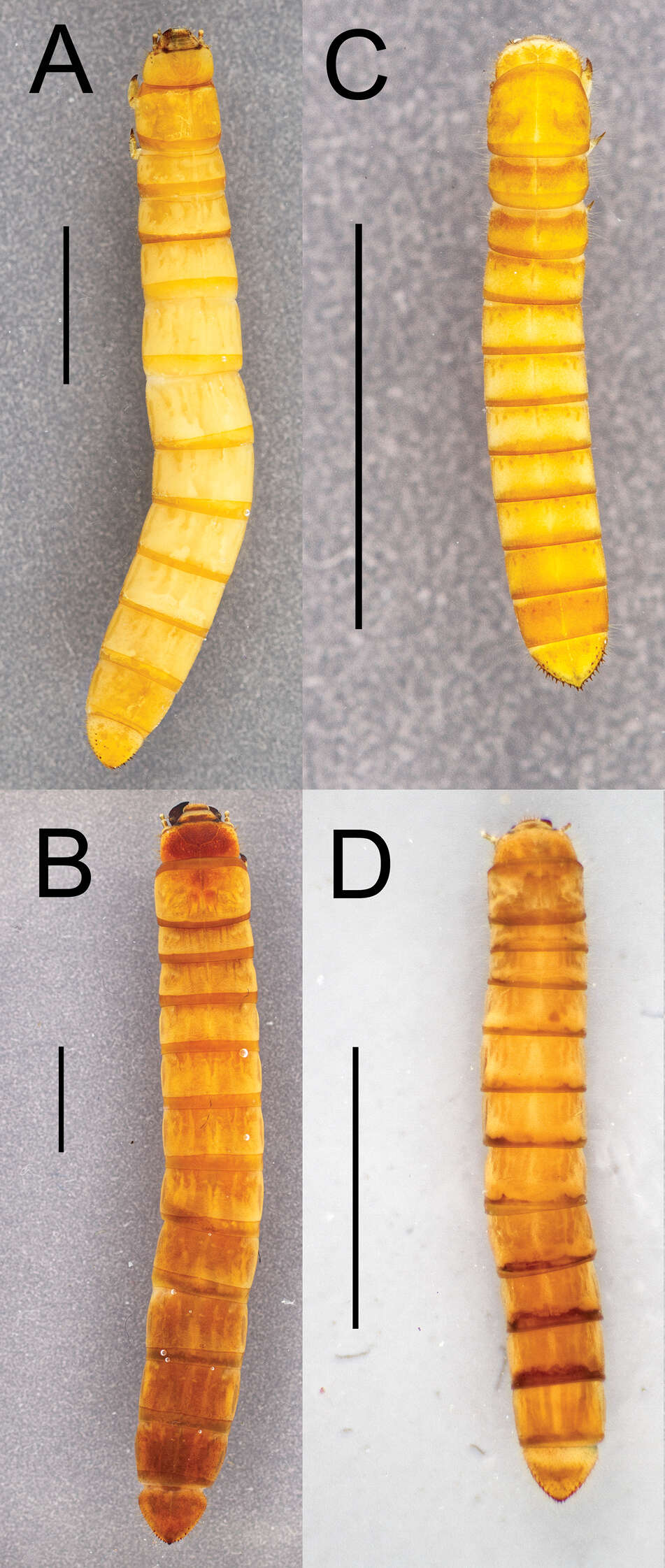 Imagem de Eleodes (Caverneleodes) wheeleri Eleodes Aalbu, Smith & Triplehorn 2012