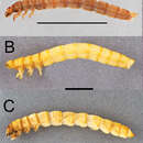 Image of Eleodes (Caverneleodes) wheeleri Eleodes Aalbu, Smith & Triplehorn 2012