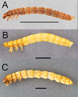 Image of Eleodes (Caverneleodes) wheeleri Eleodes Aalbu, Smith & Triplehorn 2012