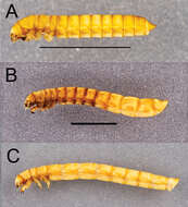 Image of <i>Eleodes caudiferus</i>