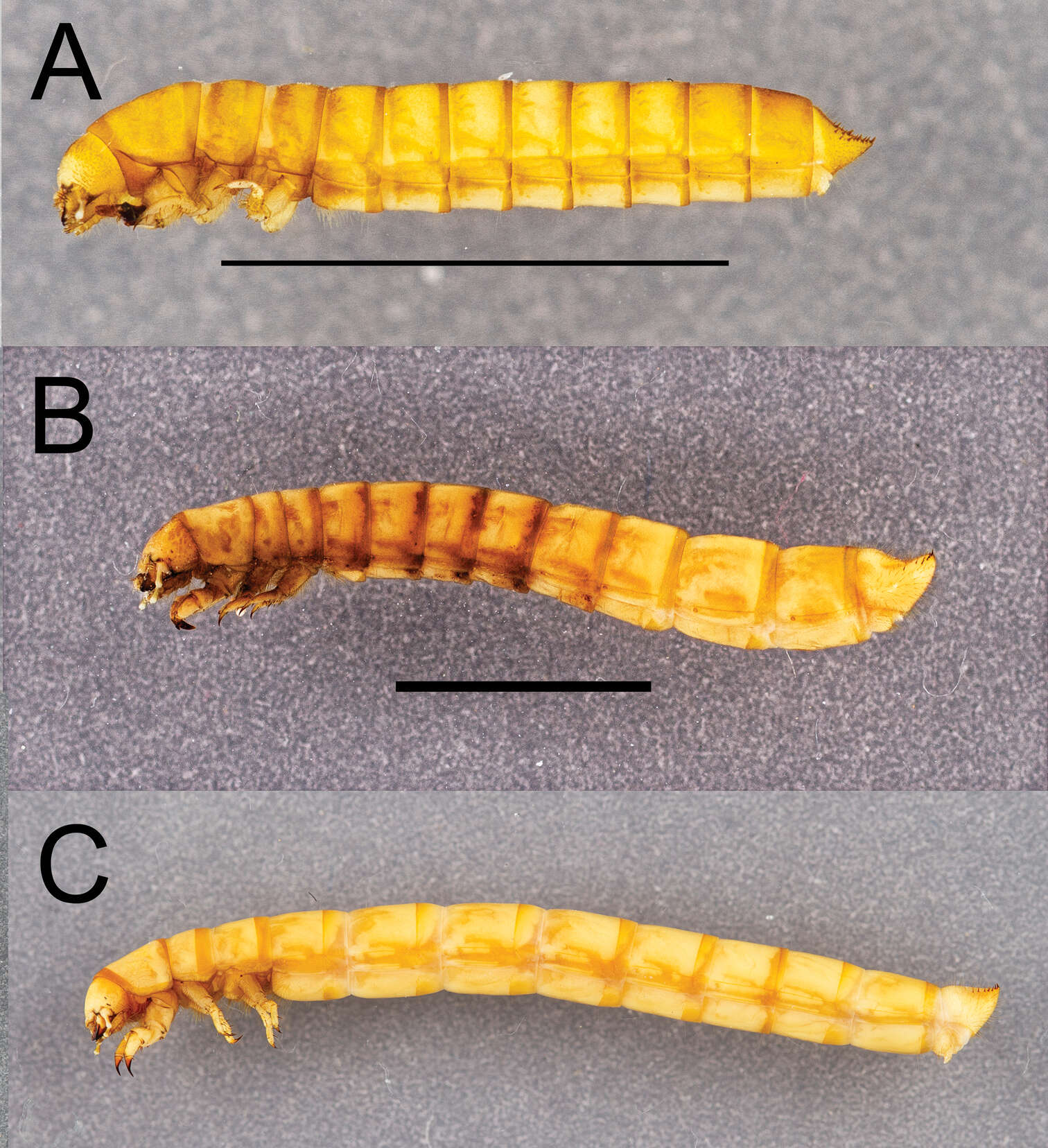 Image of Eleodes (Pseudeleodes) tribulus Thomas 2005