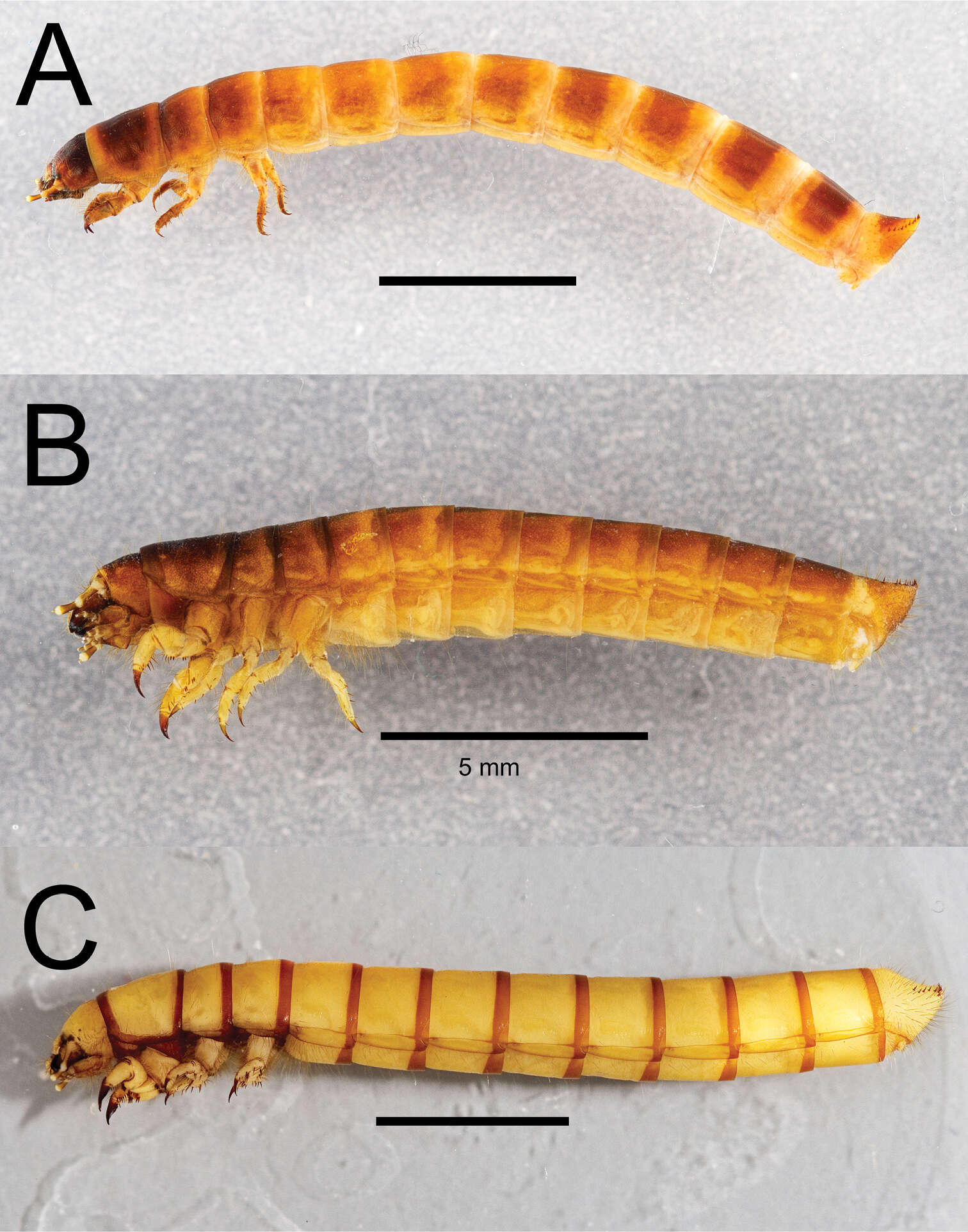 Image of Eleodes (Melaneleodes) anthracinus Blaisdell 1909