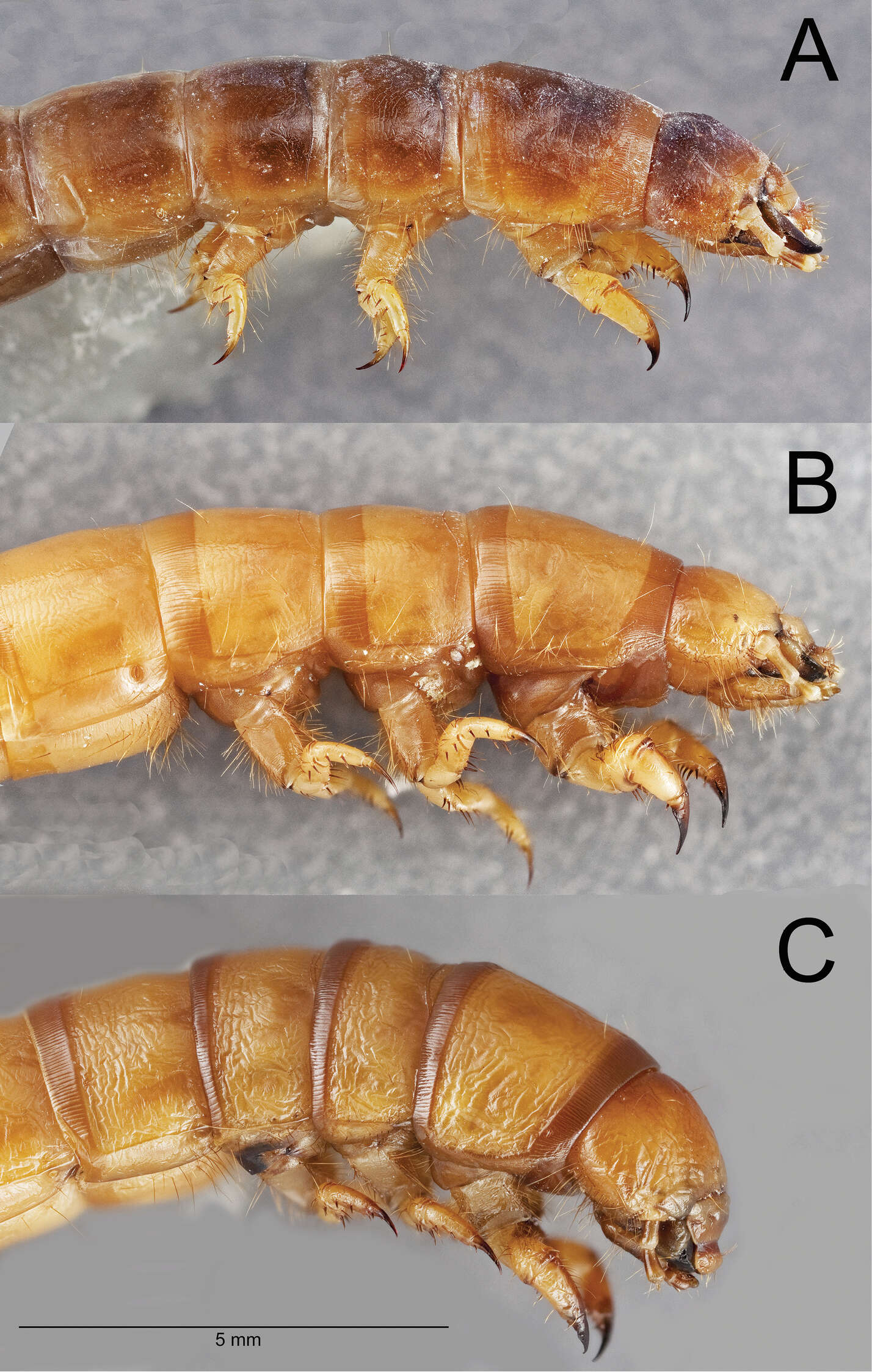 Image of Eleodes (Melaneleodes) anthracinus Blaisdell 1909