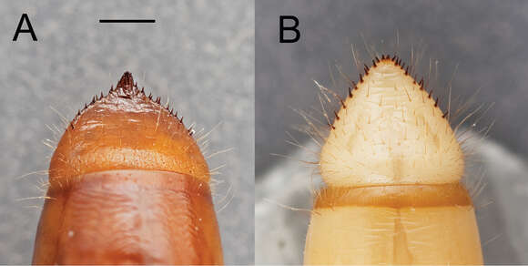 Imagem de <i>Eleodes pilosus</i>