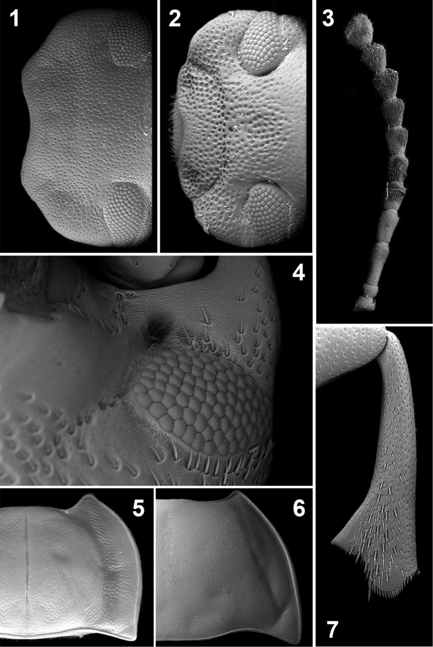 Image of <i>Ectateus calcaripes</i> Gebien 1904