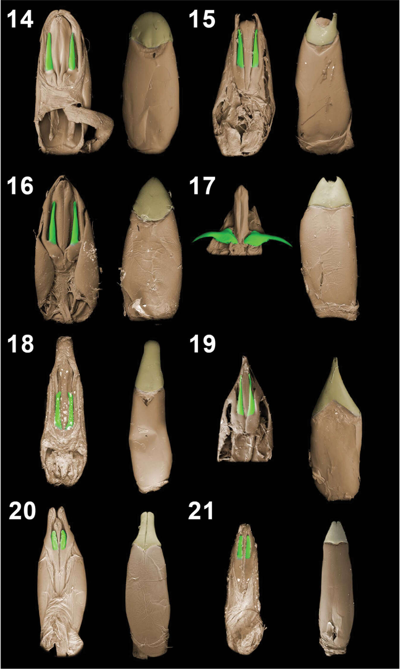 Image of <i>Ectateus calcaripes</i> Gebien 1904