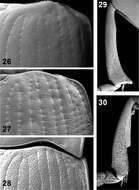 Image of <i>Ectateus calcaripes</i> Gebien 1904