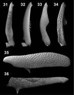 Image of <i>Ectateus calcaripes</i> Gebien 1904