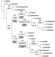 Image of <i>Ectateus calcaripes</i> Gebien 1904