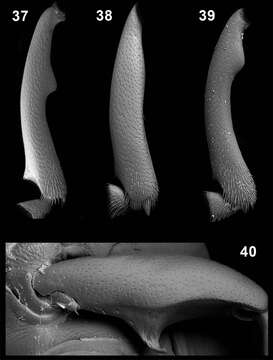 Image of <i>Monodius convexipennis</i> Gebien 1904