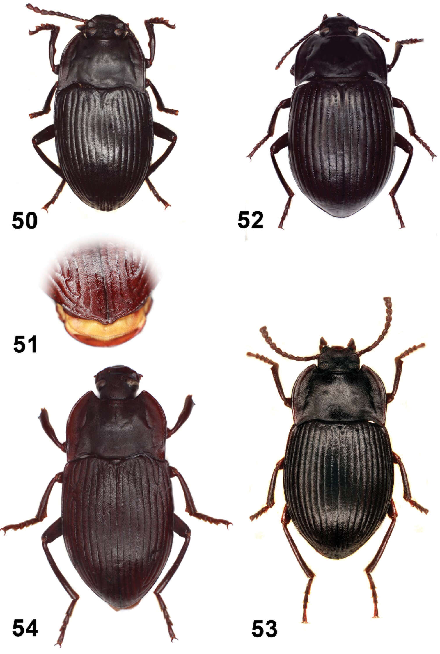 Image of <i>Monodius laevistriatus</i>