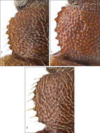 Image of Paratenetus punctatus Spinola 1844