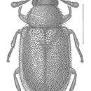 Image of Paratenetus exutus Bousquet & Bouchard 2014