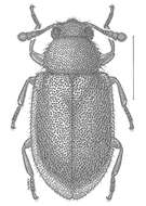 Imagem de Paratenetus exutus Bousquet & Bouchard 2014