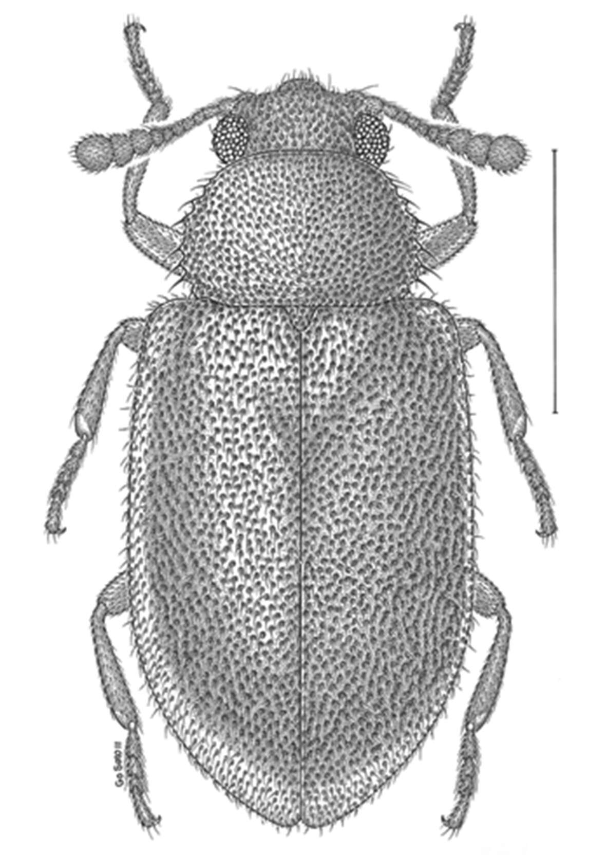 Imagem de Paratenetus exutus Bousquet & Bouchard 2014