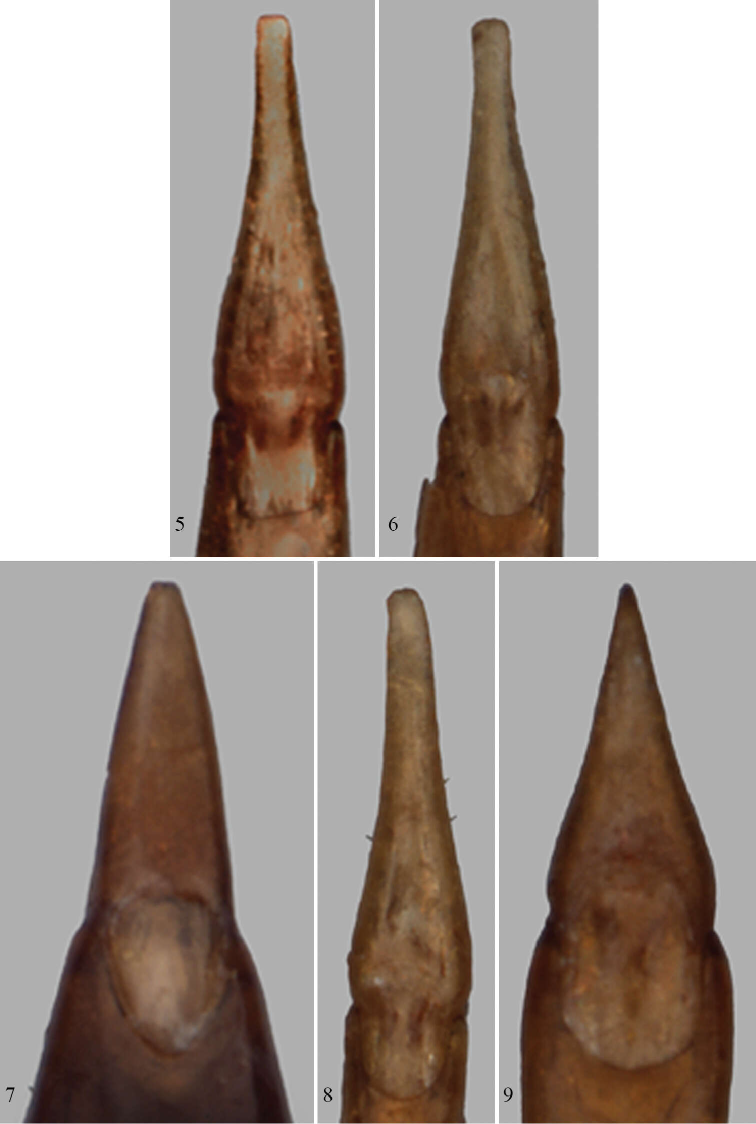 Imagem de Paratenetus exutus Bousquet & Bouchard 2014