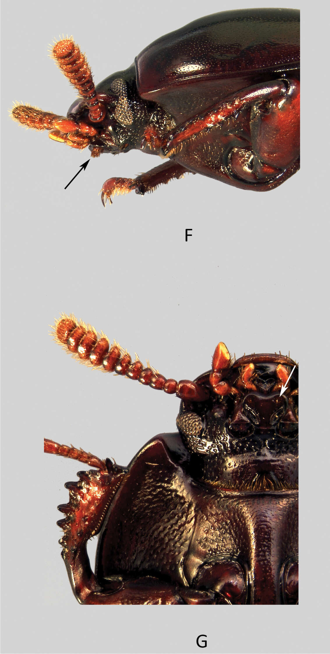 Image of <i>Uloma clamensae</i>