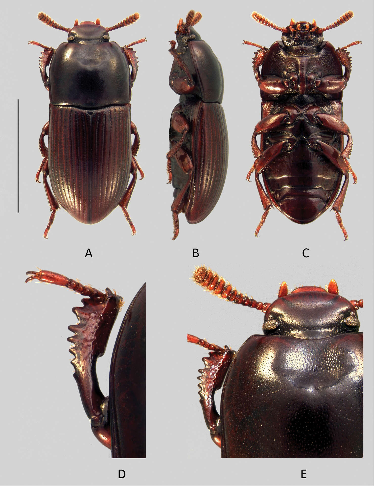 Image of <i>Uloma condaminei</i>