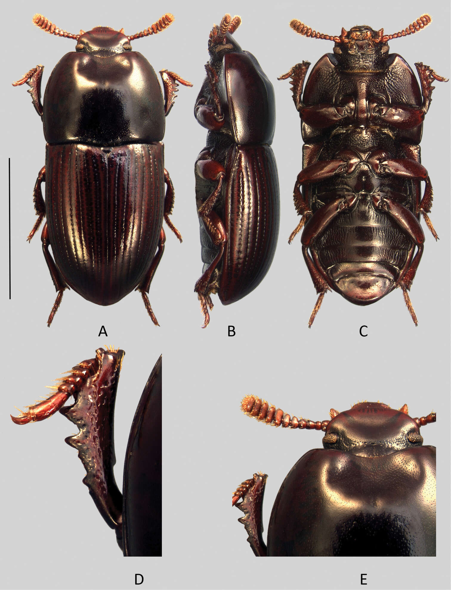 Image of <i>Uloma jourdani</i>