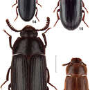 Image of Black fungus beetle