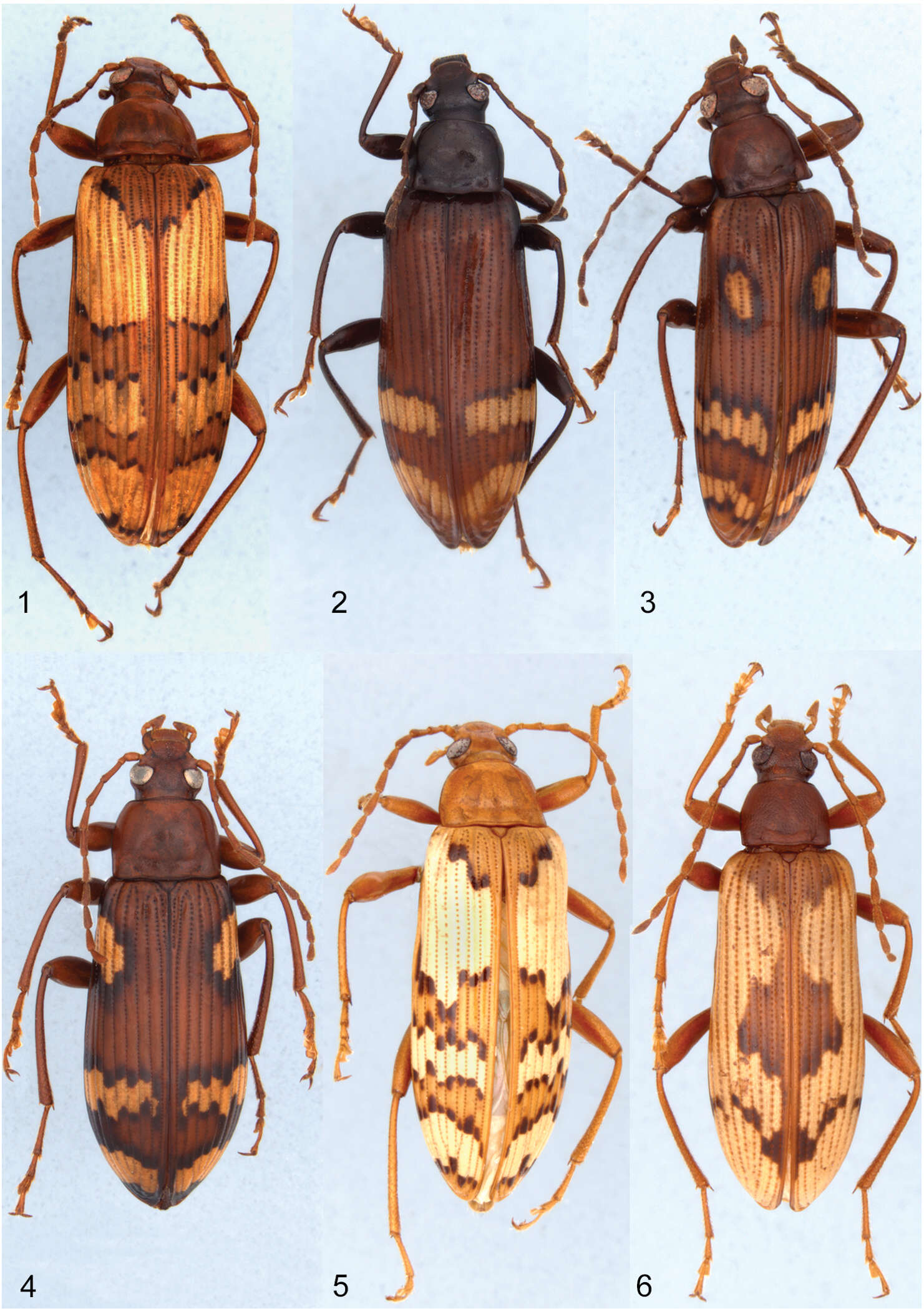 Image of Charisius picturatus Champion 1893