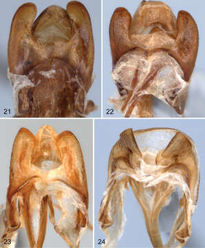 Image of Charisius subalatus (Champion 1888)