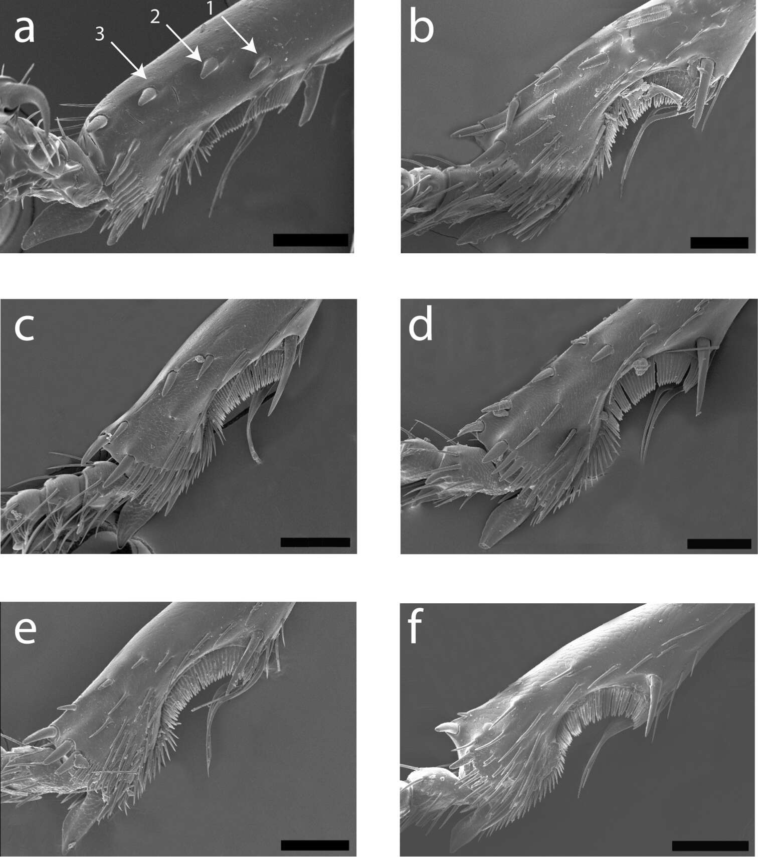 Image of Cratocerus tanyae Grzymala & Will 2014