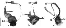 Image of Cratocerus tanyae Grzymala & Will 2014