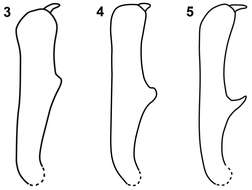 Image of Limnobaris tibialis Prena, Korotyaev, Wang, Ren, Liu & Zhang 2014