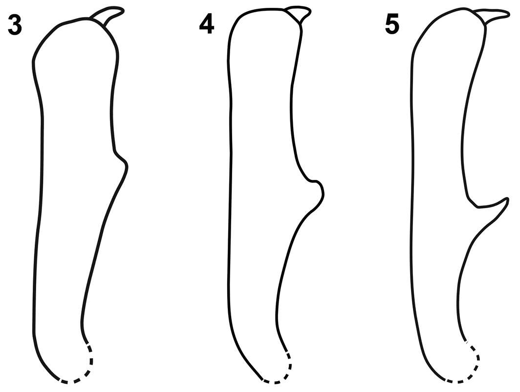 Image of Limnobaris tibialis Prena, Korotyaev, Wang, Ren, Liu & Zhang 2014