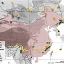 Image of Limnobaris tibialis Prena, Korotyaev, Wang, Ren, Liu & Zhang 2014