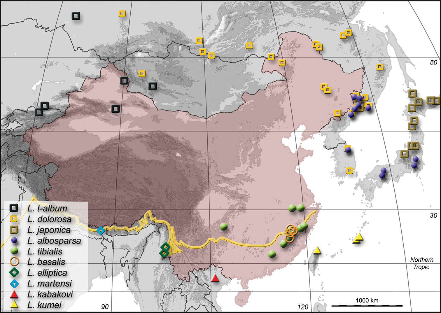 Image of Limnobaris basalis Prena, Korotyaev, Wang, Ren, Liu & Zhang 2014