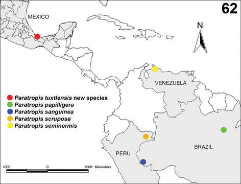 Image of Paratropis