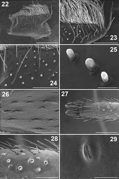 Paratropis resmi