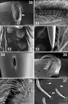 Image of Paratropis