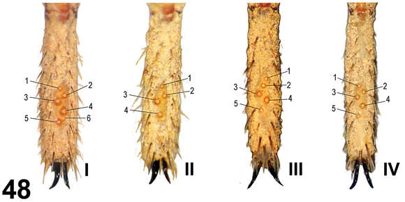 Image of Paratropis