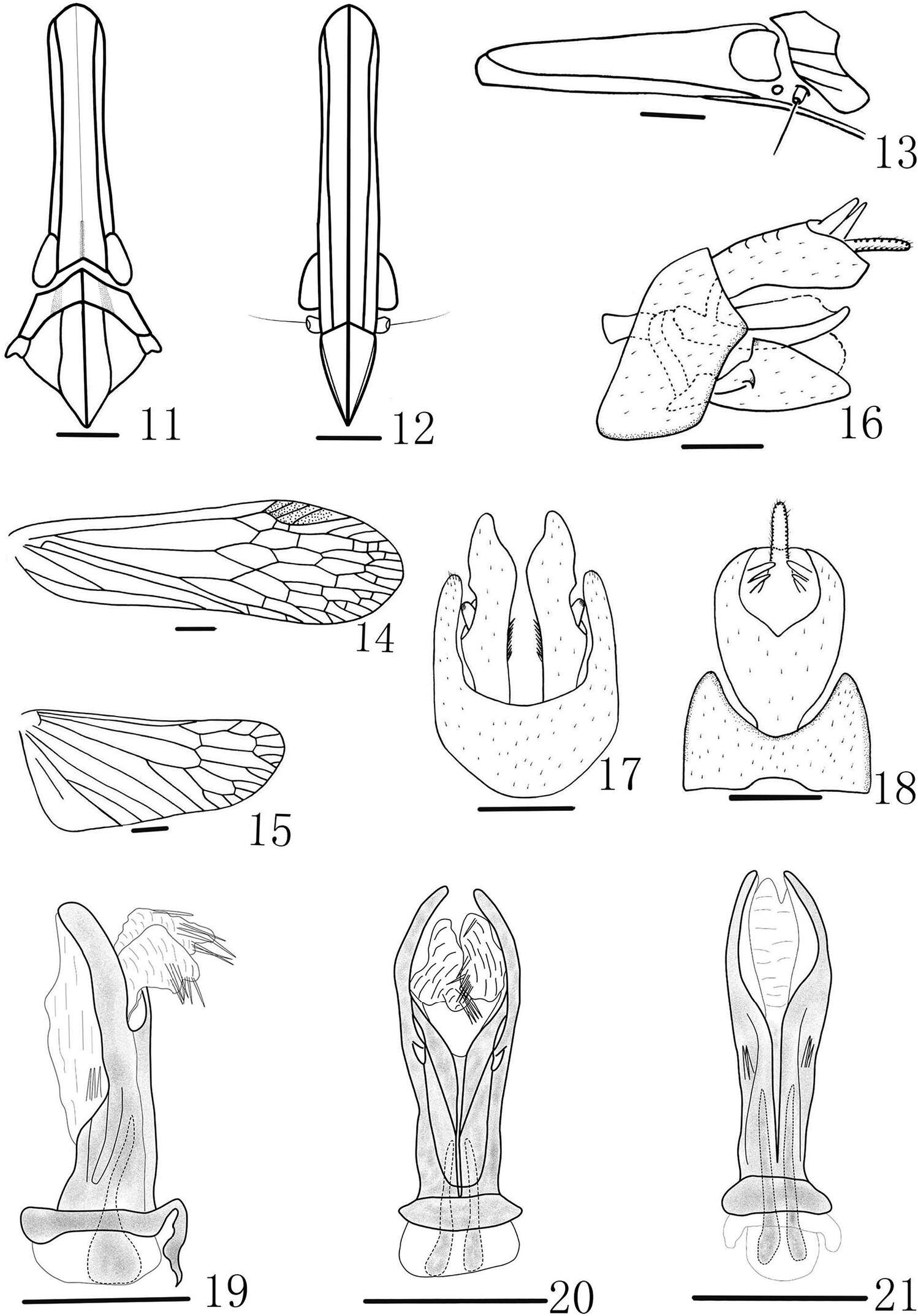 Image of Doryphorina